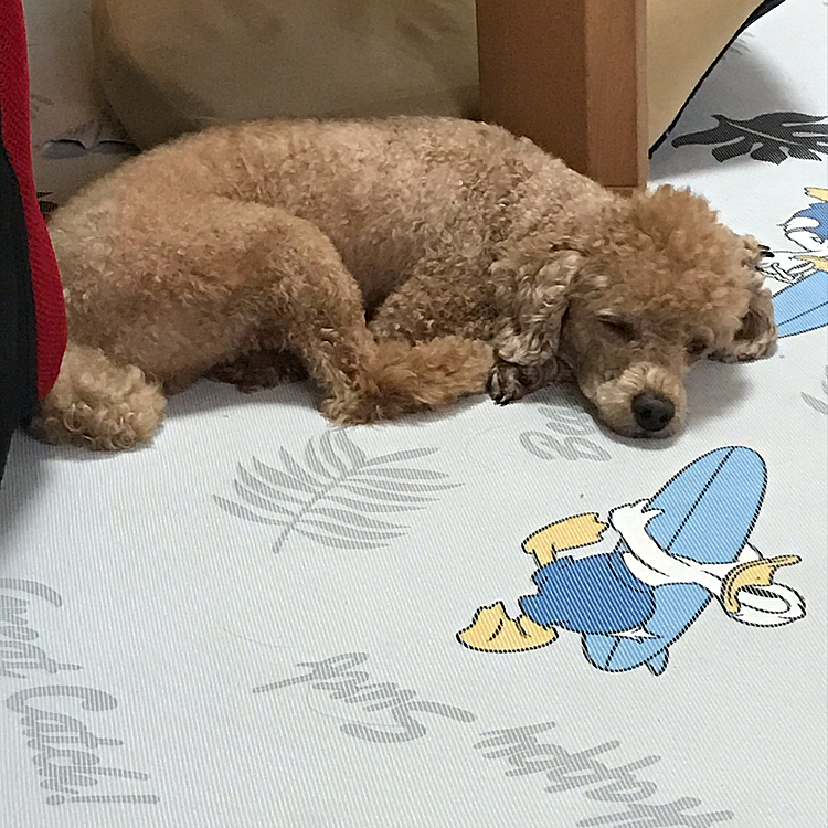 そして今帰ってきたら、安心したのか寝始めました😪
実家だと環境が違うから昼寝が難しいアラシ。でも帰ってくると、疲れもあってすぐに寝てしまいます😊また吐かなきゃいいけどね😔
ゆっくり休んでね❣️