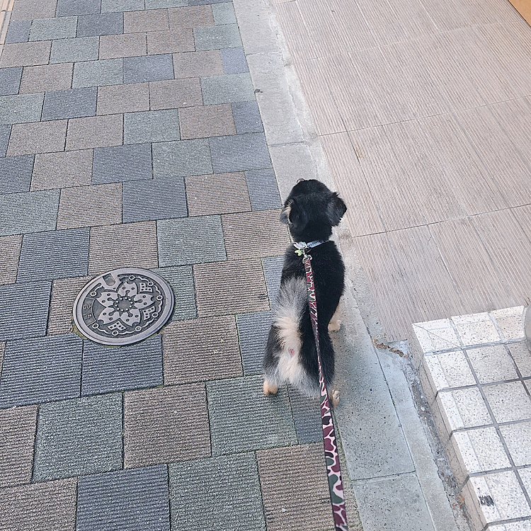 
そういえば今日とらくん、セミ踏みました、、、(死骸)

大の虫嫌いなわたしにとっては大ショックな出来事、、、

とらくんのお手手もアンヨも
洗うのはわたしなんですけど、、、、


