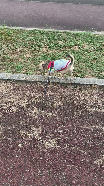 仕事帰りの4時30分に公園へ来たけど風が心地よくのんびりお散歩できました🐶👍
