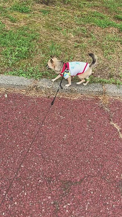 pocoは体の割にシッポが太いんです🐶💦