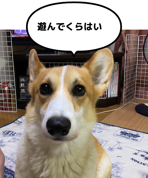こんばんは😃
夜中の投稿失礼😃
まある地方、17日は30度なくて過ごしやすくエアコンも付けずに過ごせました😃
今も23度って。。💦
布団かぶって寝てます💦
まあるはと言うと😃
相変わらず元気で、構ってちゃん😃