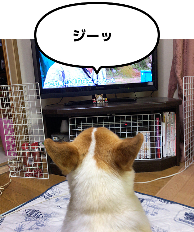 なかなかのテレビっ子です😃
この時は、ポツンと一軒家見てました🤣
わかって見てるの？🤣