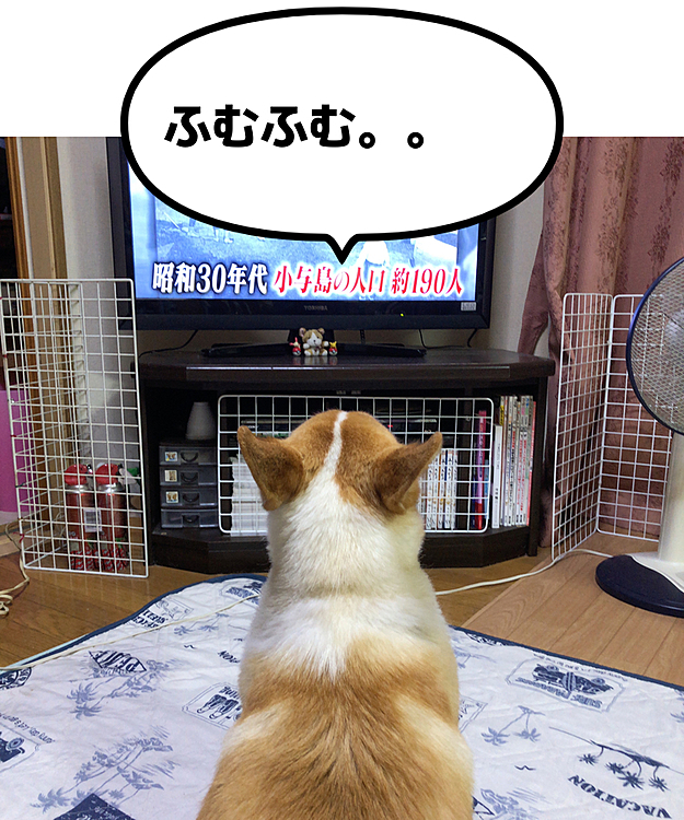 テレビを見ながら社会勉強中〜😃
あまりにも真剣で笑ってしまいました🤣

猛暑地方の皆さん、熱中症に気をつけてくださいね💦まある地方も明日は晴れるらしいです☀️