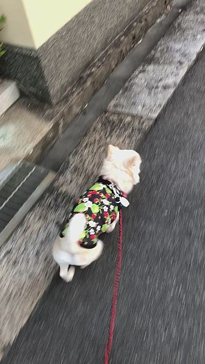 小雪は今朝も元気いっぱいお散歩してきました🎵🐶
小走りなんかもしてルンルンでご機嫌さんやったね〜🐾
今日も暑くなるから、ゆっくりお昼寝しといてな😊