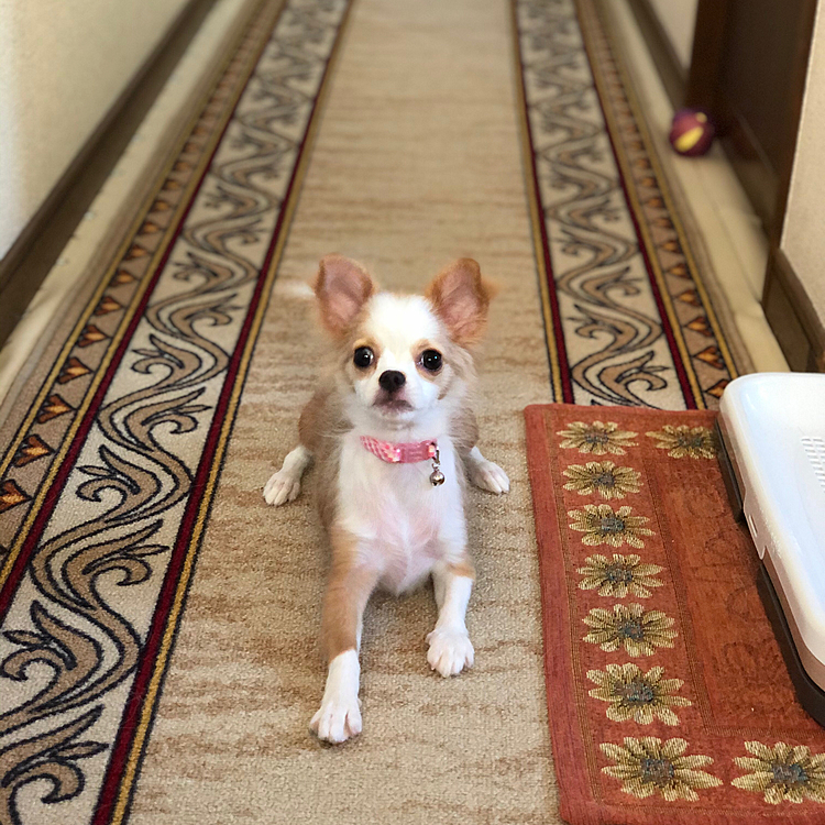 小春は今朝も元気いっぱいボール遊びしました🎵🐶
相変わらずぴょんぴょんしながら爆走してます🐾