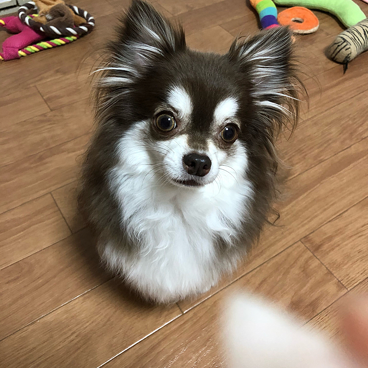 スゥちゃん、今年初めての梨🍐^ - ^

シャクシャク、美味しそうな音を立てて、食べました^ - ^

連日、暑い日😵が続きますね〜💦
コロナも、終息のメド立たず、皆さん、気をつけて過ごして下さいね🙇‍♂️