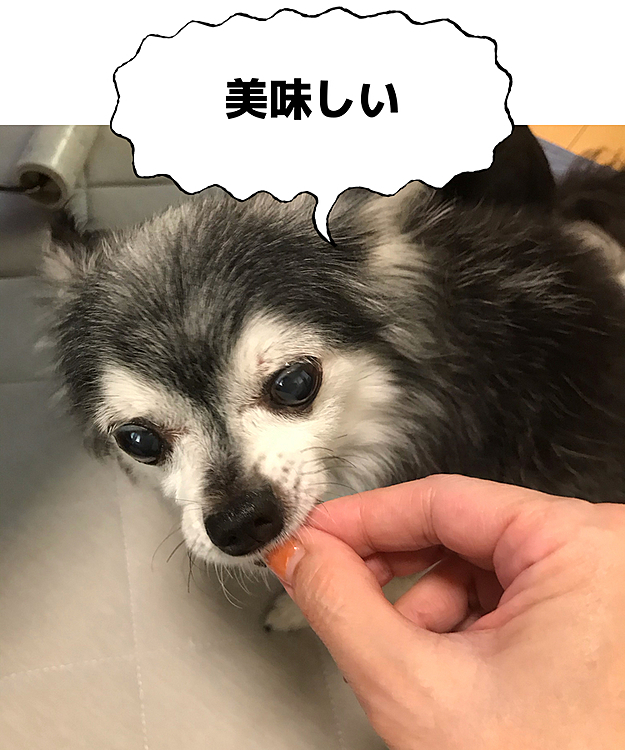こんにちは😃
連日の暑さ🥵一歩外に出ただけで汗が噴き出す💦

今日は月に1度の高級オヤツの日👍
みんな大好きだよね〜😂

