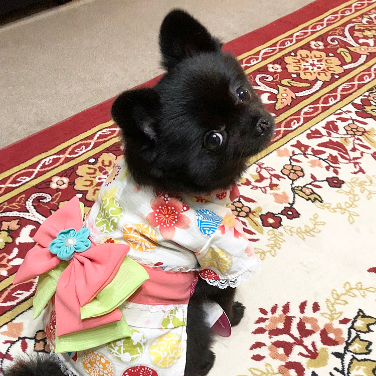 ルルちゃんのみたいにもっとリボンの大きかったら良かったのにって、うにママ談( ´•௰•`)