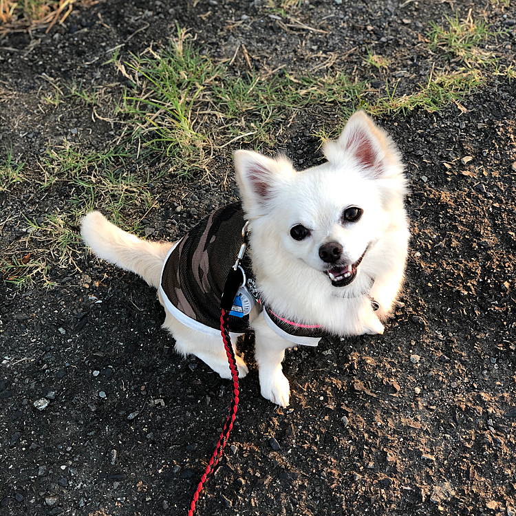 おはようございます☀️
今朝は日差しが出るまでは少し涼しくて、いい感じでお散歩しやすかったです🐾👣