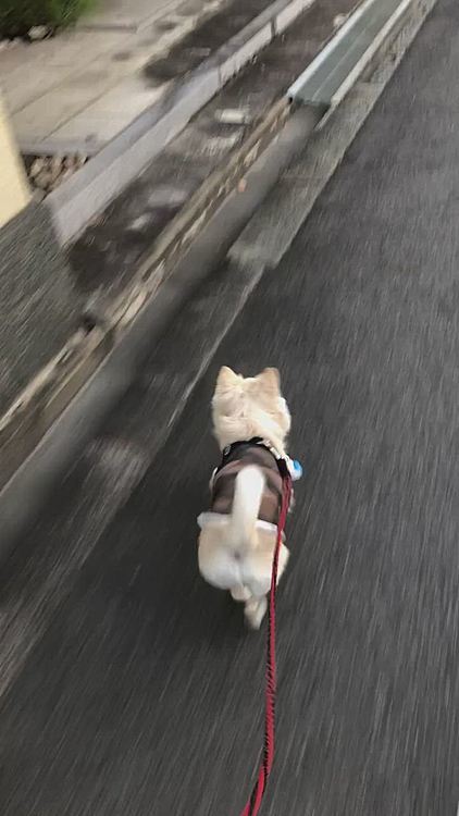 小雪も涼しかったから歩きやすかったみたいで、小走りルンルン✨
やたら何回も小走りしてました🎵😊

