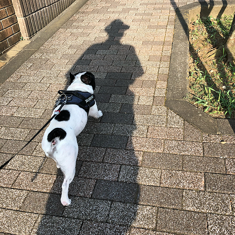 おはようございます☀
今朝は昨日に比べると幾分暑さがましな気がします😀
まろは日影をキープしてのお散歩です😅