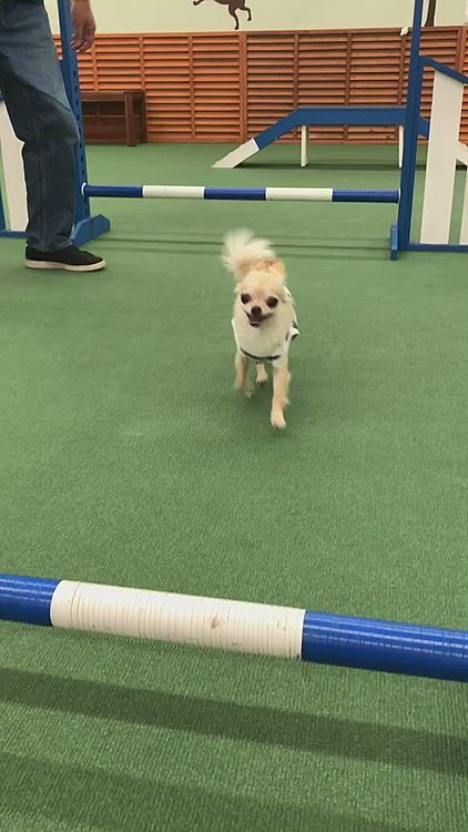 頑張って飛ぶことができました😊