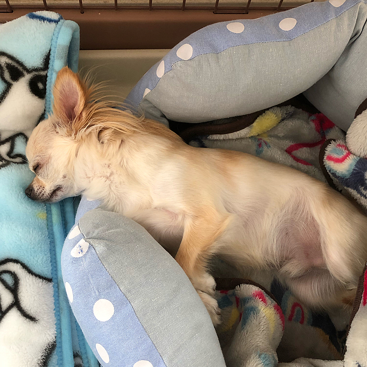 疲れて気持ち良さそうに寝てました🐶💤