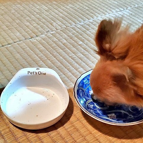 おすすめしていただいたK9を続けていますが、砕いてふりかけにしたK9ばかり食べてカリカリごはんを食べなくなってしまった😵💧
というわけで、K9を買うついでにカリカリごはんについて店員さんに相談したところスマイリーというフードをおすすめしてもらいました🍚
夜ごはんにスマイリー＋K9(チキン)ふりかけで出したら、綺麗に残さず食べてくれました💕
K9もいろんな種類買ったから飽きないようにローテーションしながら、しばらくこの組み合わせでいってみよう👍