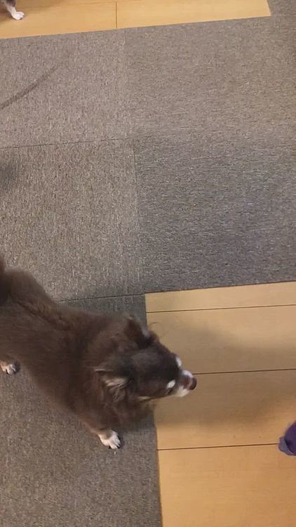 走るなら💨付き合うよ〜と、マロ参加してきたけど速度が違う事に気づいたルイ😆
怒りました🤣
そして母に何か言いに来た🤣🤣
ルイ、マロに追いつける人は誰もいないから落ち込まなくて良いんだよ👍
