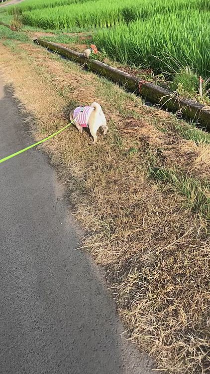 ししまる今日も元気にスッキリ💩