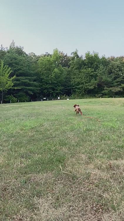 久々にお外でのボール遊び🥎
間違えてスローになってしまいましたが、なかなか良いですね💕