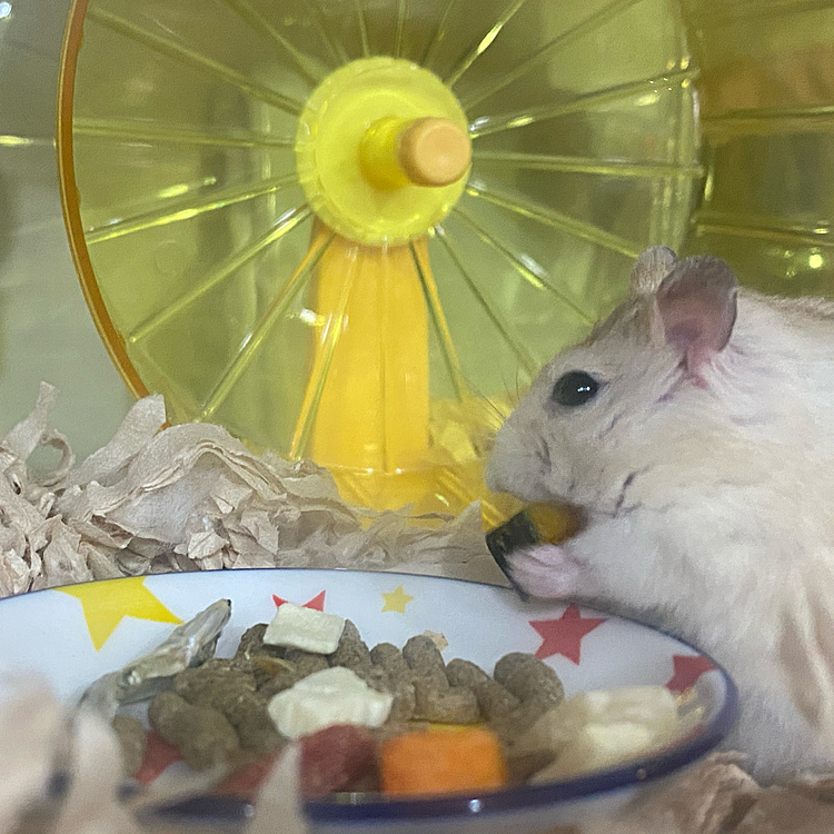 カボチャ美味しいね