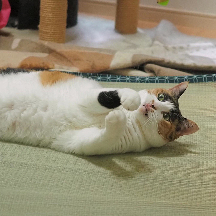 ベロンチョ