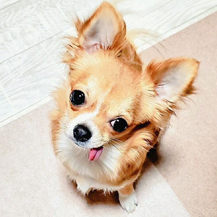 ここ数日、早朝にげーしちゃうめいちゃん💦
黄色い泡のげーは空腹が原因みたいだけど、超偏食&少食でなかなか食べられるものが無いから困った😖💦
病院行って点滴とかになってもかわいそうだから、少しずつでも食べてもらいたくてふやかしたり手で食べさせたりしています🍴
時期的にも体調不良が心配😭