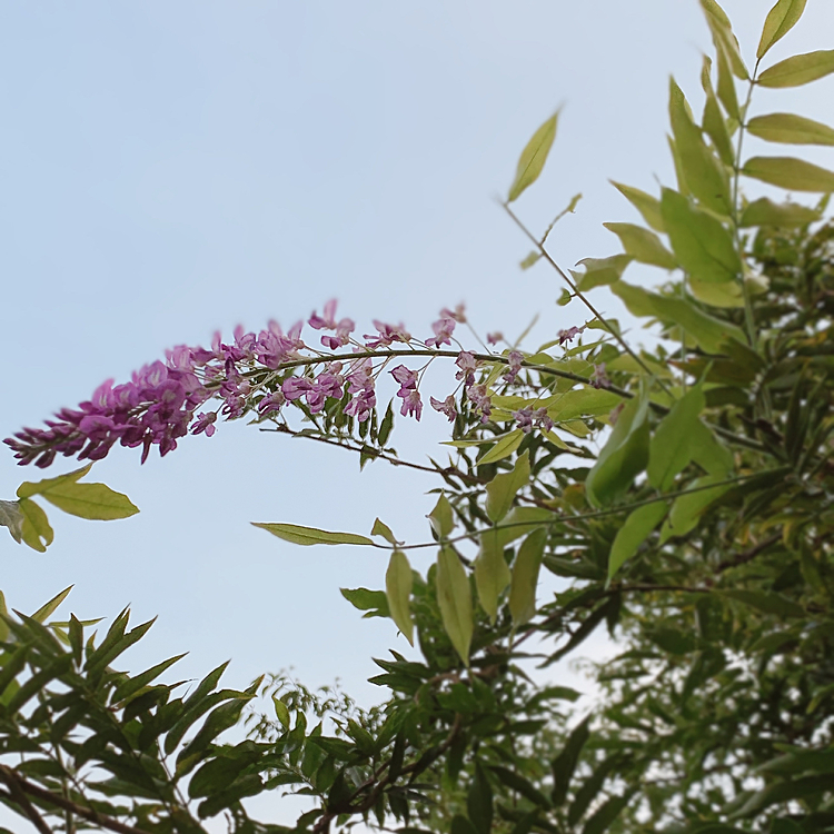 季節外れの藤の花✨お散歩コースに咲いてました❗️50メートル先にはもう死にそうな紫陽花も…紫陽花しなしなだったけ💦雨降ってないなぁ😥雨降ってないけど蒸し蒸しで暑い〜🥵夏バテしない様に頑張れハピさん❗️