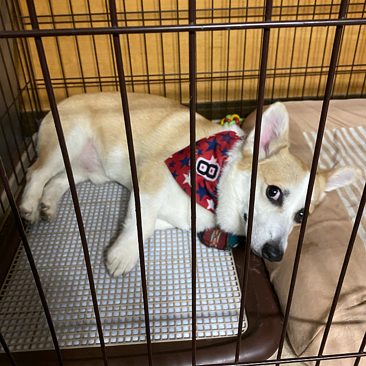 もう長旅で疲れて眠いです‼️
パパ、ママはなんかバタバタして片付けをしてる〜‼️