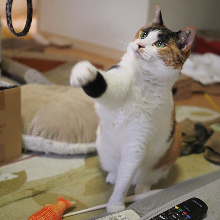 招きパンチ