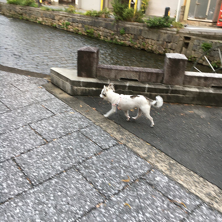 川沿いは気持ちいいねー🍄
