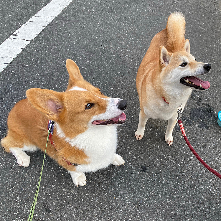 大親友のハナちゃんと朝のお散歩でした。