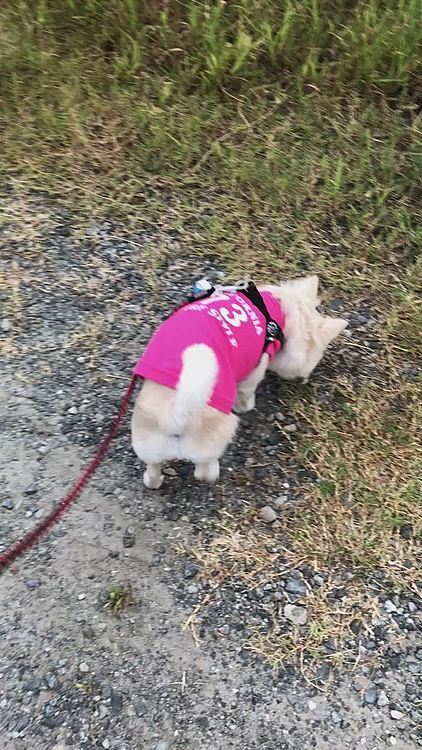 小雪は今朝も元気いっぱいお散歩してきました🎵🐶
休みの日は時間制限ないから、ゆっくりのんびりお散歩できていいね✨
いつもよりたくさんクンクンしたね😊