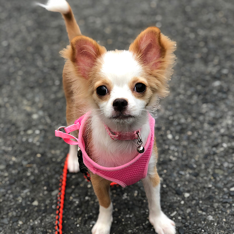 小春は、まだ💩回数が多くて夜中にも💩したりしてたんです🐶
だから何時でも構わず起きて即回収(食糞防止)してました💦
ここ数日は少し落ち着いてきて、寝る前に💩したら朝まで大丈夫になってきたね😊