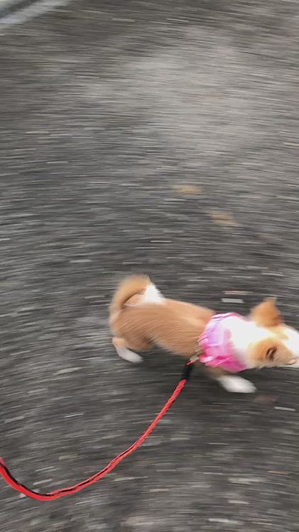 小春は今朝、お家の周りでお散歩の練習したね🎵🐶
ハーネス＆リードはあんまり気にならない様子です👍
お外は怖いけど興味津々で、葉っぱとか小石を口に入れたり💦
小石はすぐ強制的に出させます😅
なんでも口に入れるのは要注意です😂
あれ❓
小春…薄毛がマシになってきたね✨😊