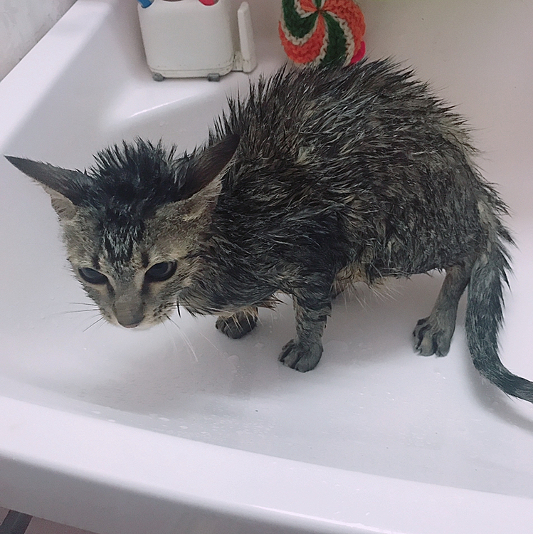 ななちゃんお風呂に入りました🛁
きれくなったねー^ ^