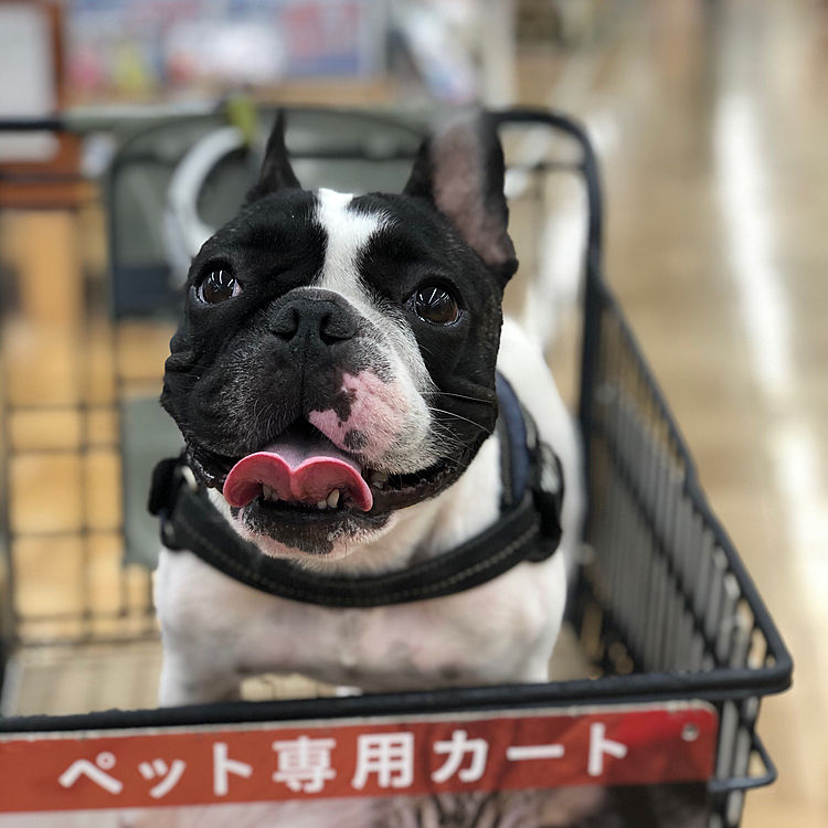 クルマでホームセンターお出掛けしてきたよ❣️🐽