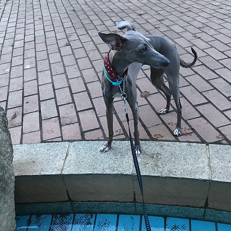 昨日の夕方、子供たちがいなくなった水遊び場で遊びました。
少し離れたところで少年2人が
『あれ、犬⁈』
『馬みたいじゃない⁈』

…はい。3度目〜っっ😂