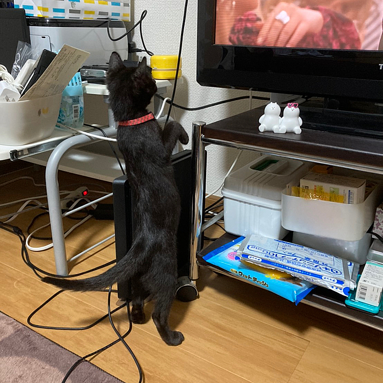 まさか…
人間が中に入ってるのか…？
