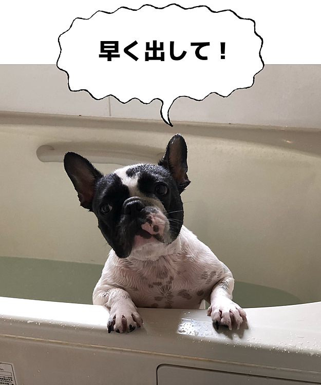 今日はおウチシャンプーのまろです😄
テンション下がると耳が左右に広がって弱っちい顔になります😅