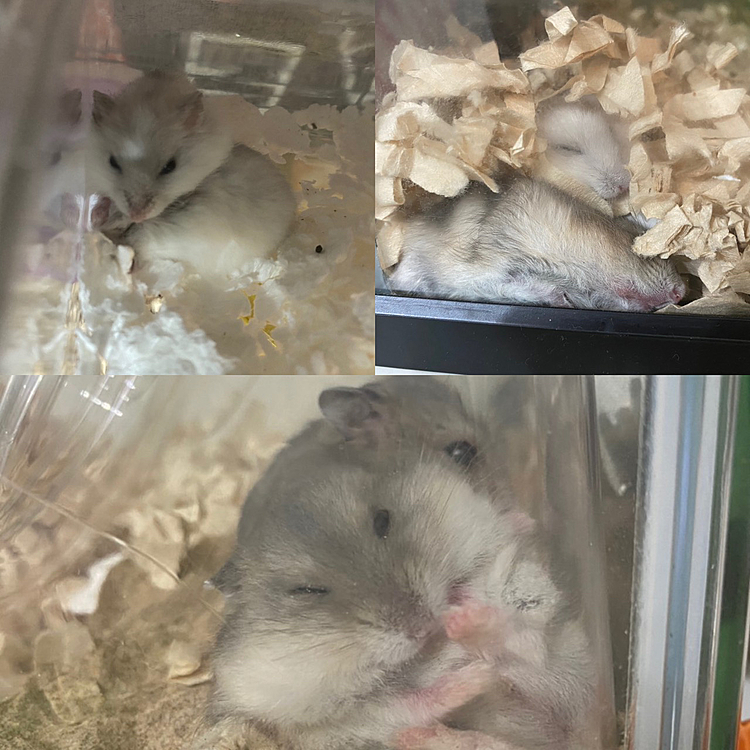 3蜜