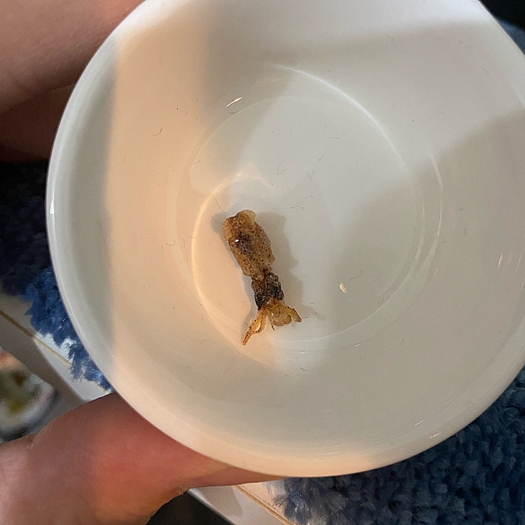 ハム用煮干しの中に入ってました。
食べさせても大丈夫なんでしょうか。。
でもなんか嬉しい笑