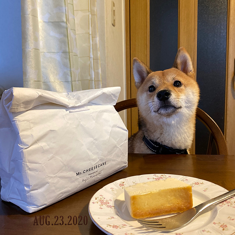 やっと注文できたMr.CHEESECAKE✨✨
櫂は食べれないけど記念に🤳😊
櫂にはわんこ用のおやつあげました🍪🍭