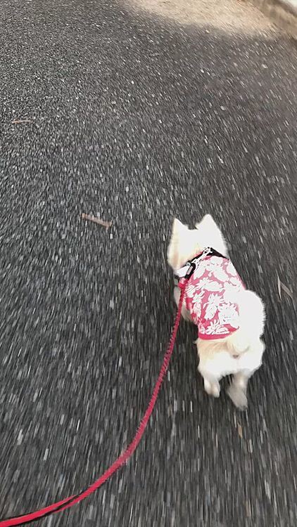 ちょっと早足なのは…
💩でる💦
💩でる💦
どこでしよう💦
って感じでしょうか🤣