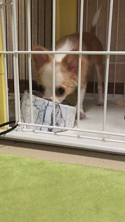 朝ごはんモリモリ完食しました🎵🐶
偉いね〜💕
しっかり食べて大きくな〜れ✨
小雪ほど大きくはならんけどね🤣