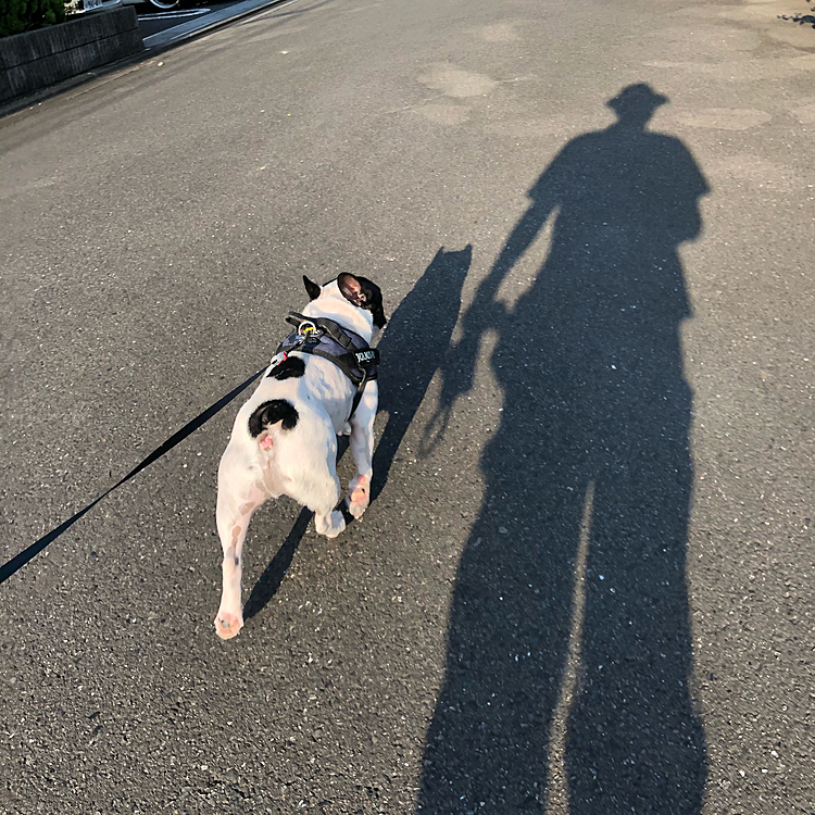 今朝は暑くなる前にお散歩行けましたが、帰ってくる頃には大分気温が上がってきました😅