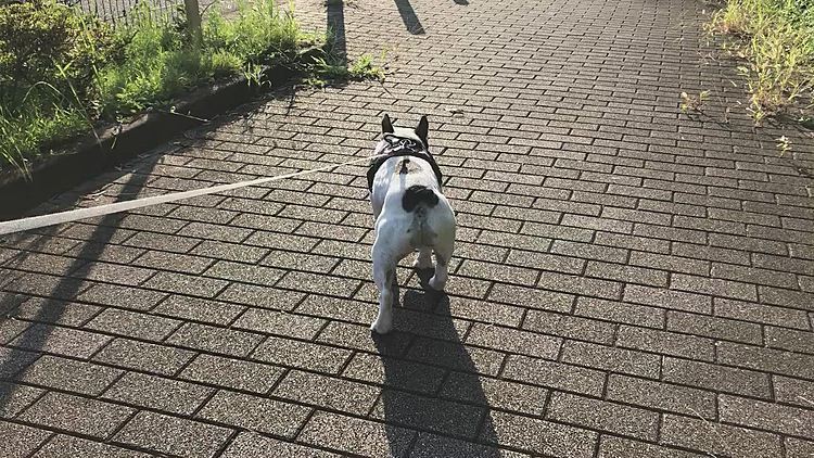 今朝もお散歩後半は足取り軽やかです😁