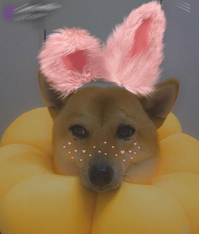 お久しぶりです🤗ぺーちゃん皮膚科アレルギーがでて、目、鼻、口、アゴをカイカイするため、新しいエリザベスカラーを買って、少し写真にいたずらをしました。😂