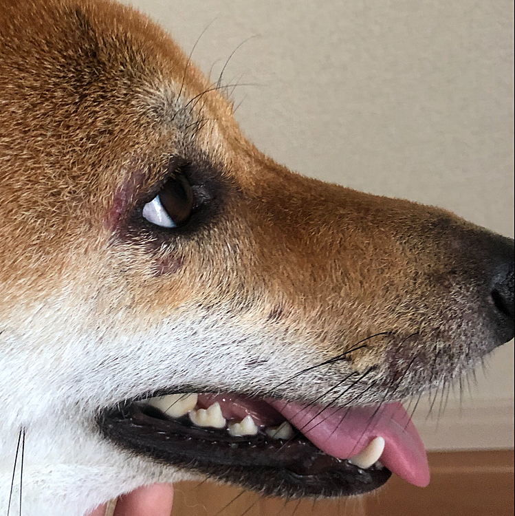 顔のアレルギーが出ちゃって😭病院の先生はたぶん　ダニのアレルギーだそうで、ベッドか草🌱とかの　アレルギーかもしれないと、血の検査をしないとなんとも言えないみたいで　ペルシアがずーっと、かいてる　姿を見ると　つらい😭　
先生は痒みどもの薬をもらいました💊(粉) 
ペルシアそれを飲むとすぐ、グッタリ、寝ちゃあいます。😢😴　たぶん　強いのかも、、、