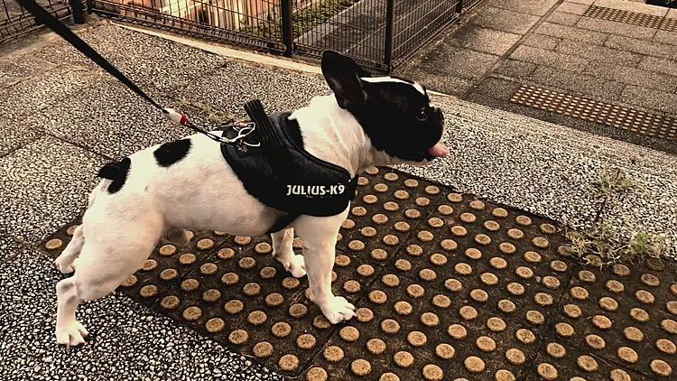 ジグザグ下りは譲れません🤣