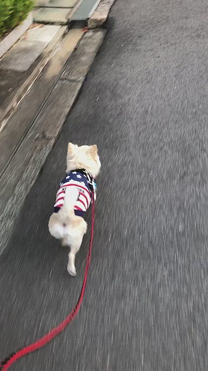 小雪は今朝も元気いっぱいお散歩してきました🎵🐶
朝夕のお散歩はいつも違うコースへ行くんやけど…
滅多に通らない道にズンズン歩いてったね🐾👣
たまには違う道も新鮮やね✨😊