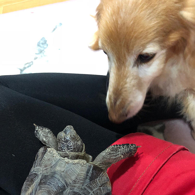 ビンクスとコミュニケーションを取っている時の図‼️
実は仲良しで吉くんはビンクスの後をついていくんです😆✨