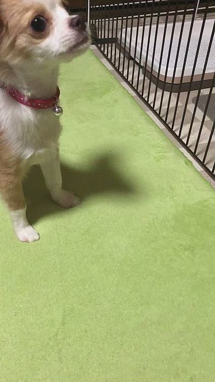 小春は、オスワリ・フセ・マテの練習🐶
食い意地はってるから❓
気が短い❓
なかなかマテができません🤣